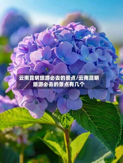 云南昆明旅游必去的景点/云南昆明旅游必去的景点有几个-第1张图片