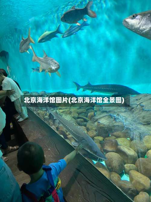 北京海洋馆图片(北京海洋馆全景图)-第2张图片