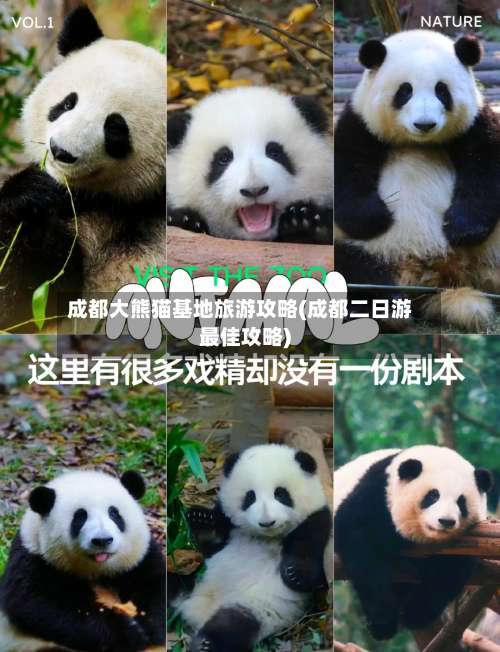 成都大熊猫基地旅游攻略(成都二日游最佳攻略)-第1张图片