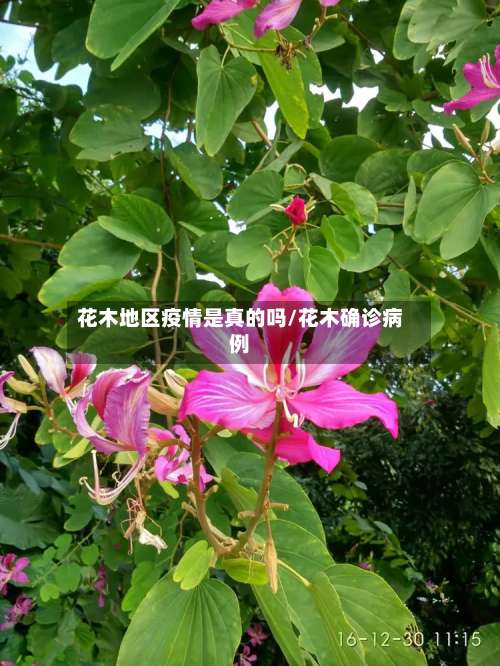 花木地区疫情是真的吗/花木确诊病例-第2张图片