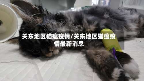 关东地区猫瘟疫情/关东地区猫瘟疫情最新消息-第1张图片